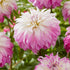 Dahlia Dekorativ Pink Petticoat 1-pack