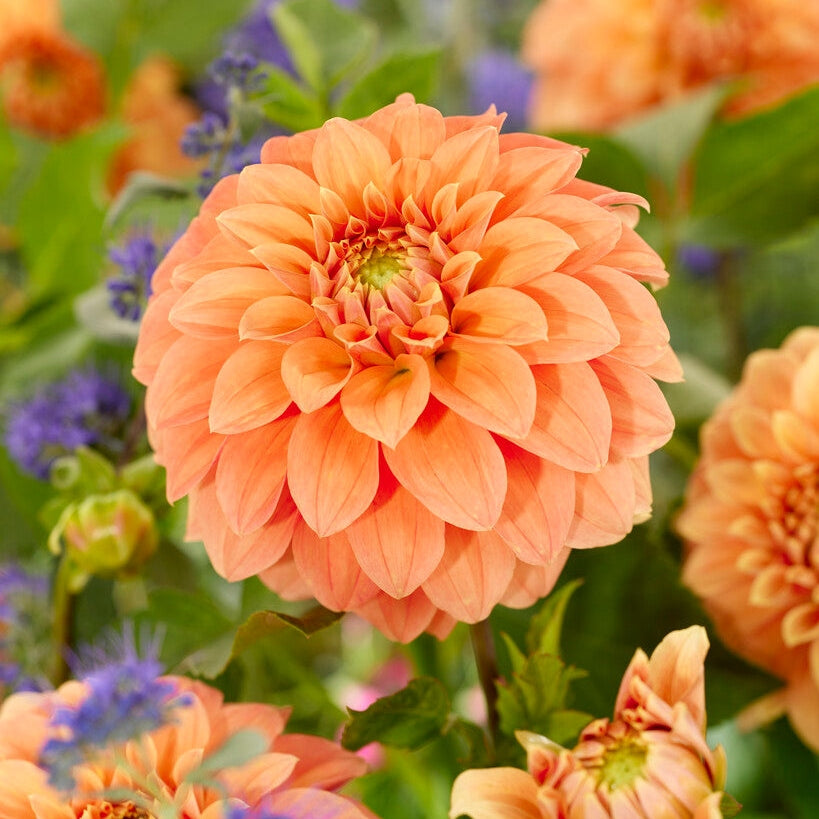 Dahlia Garden Jubilee Dekorativ 1-pack NYHET