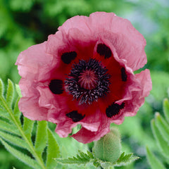 Collection image for: Mohn