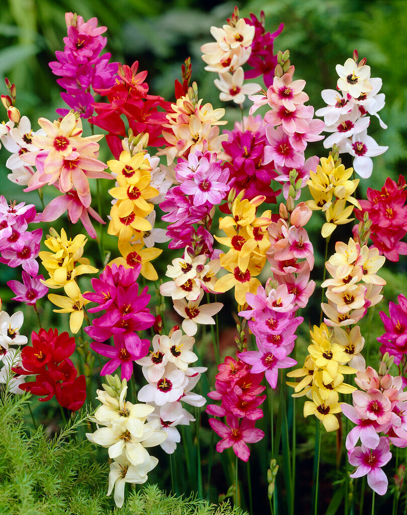 Ixia mixed