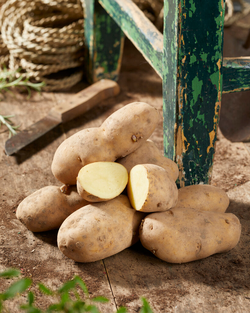 Potatis Bintje 10-Pack
