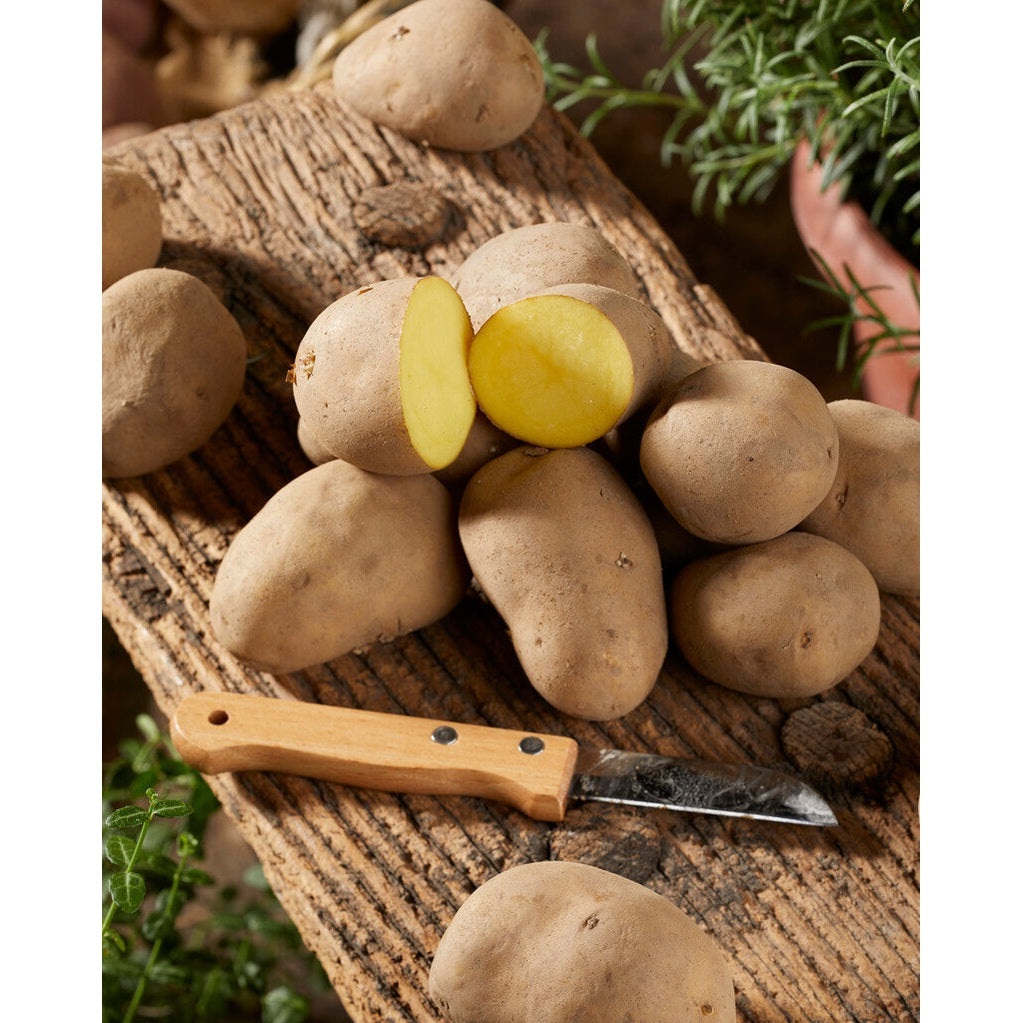 Potatis Charlotte 10-Pack
