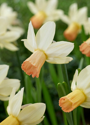 Narcissus Carice (UUSI) 5 kpl