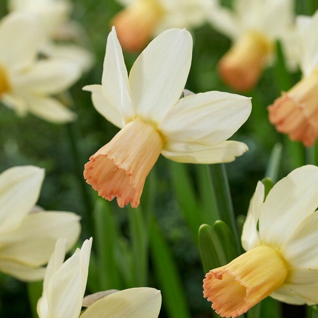 Narcissus Carice (NEW) 5-pack