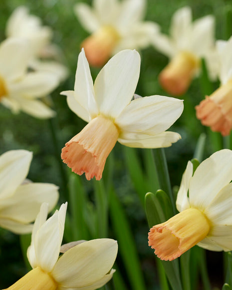 Narcissus Carice (UUSI) 5 kpl