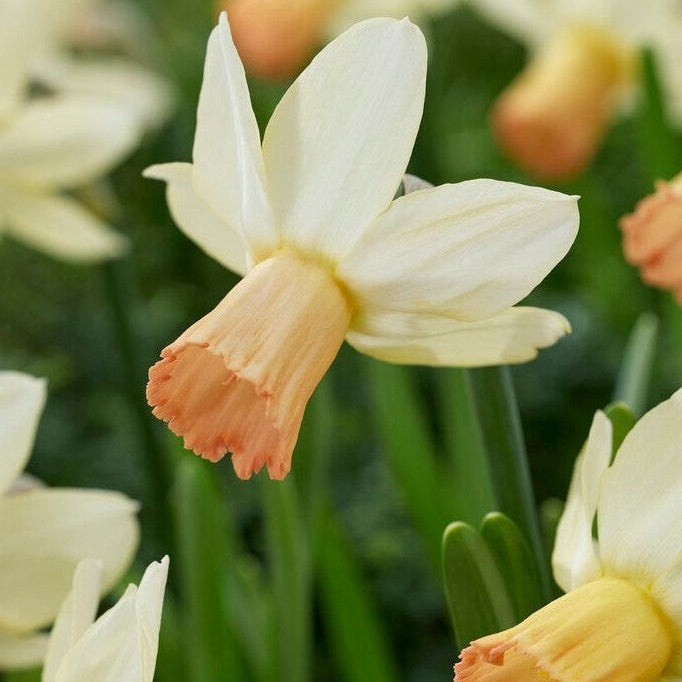 Narcissus Carice (NEW) 5-pack