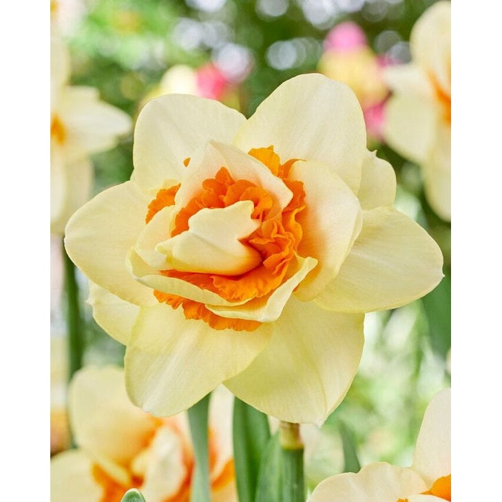 Narcissus Romantic Paradise (NEW) 5-pack