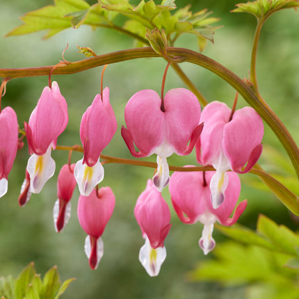 Löjtnantshjärta-Dicentra Spectabilis 1-pack