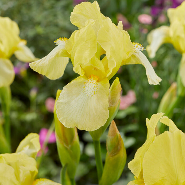 Tyskiris-Iris Germanica Blessed Again 1-pack