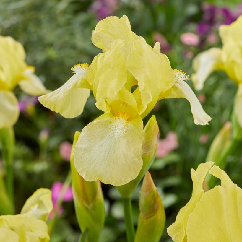 Tyskiris-Iris Germanica Blessed Again 1-pack