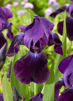 Tysk iris-Iris Germanica Sable 1-pak