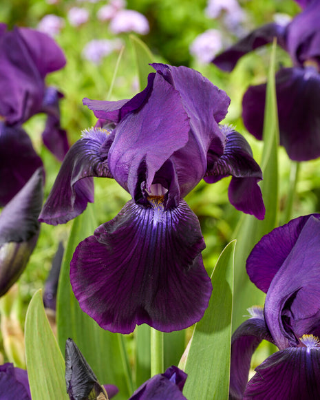 Tysk iris-Iris Germanica Sable 1-pak