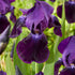 Tyskiris-Iris Germanica Sable 1-pack