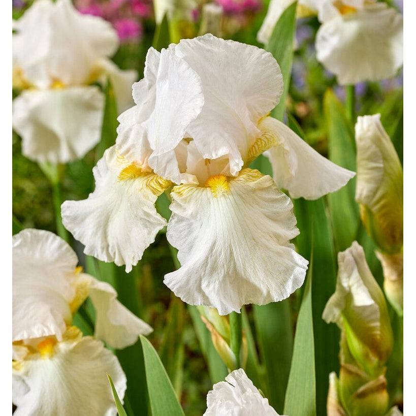 Tyskiris-Iris Germanica Glowing Seraphin 1-pack