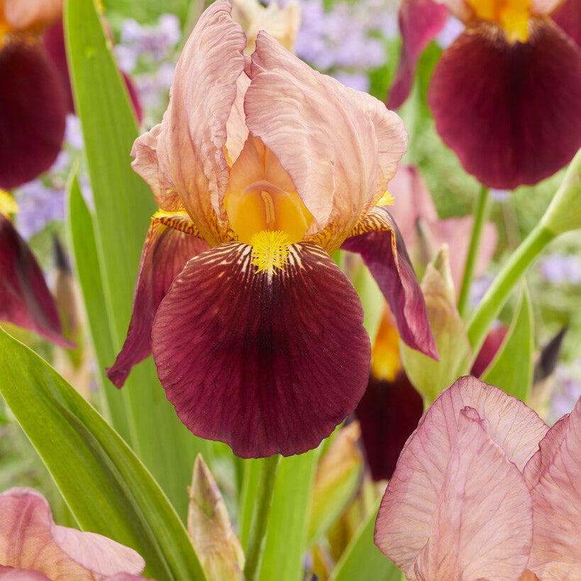 TyskIris-Germanica Red Red Wine (Nyhet) 1-pack