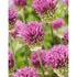 Allium &