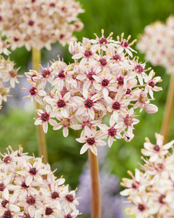 Allium 'Silverspring' 1 kpl