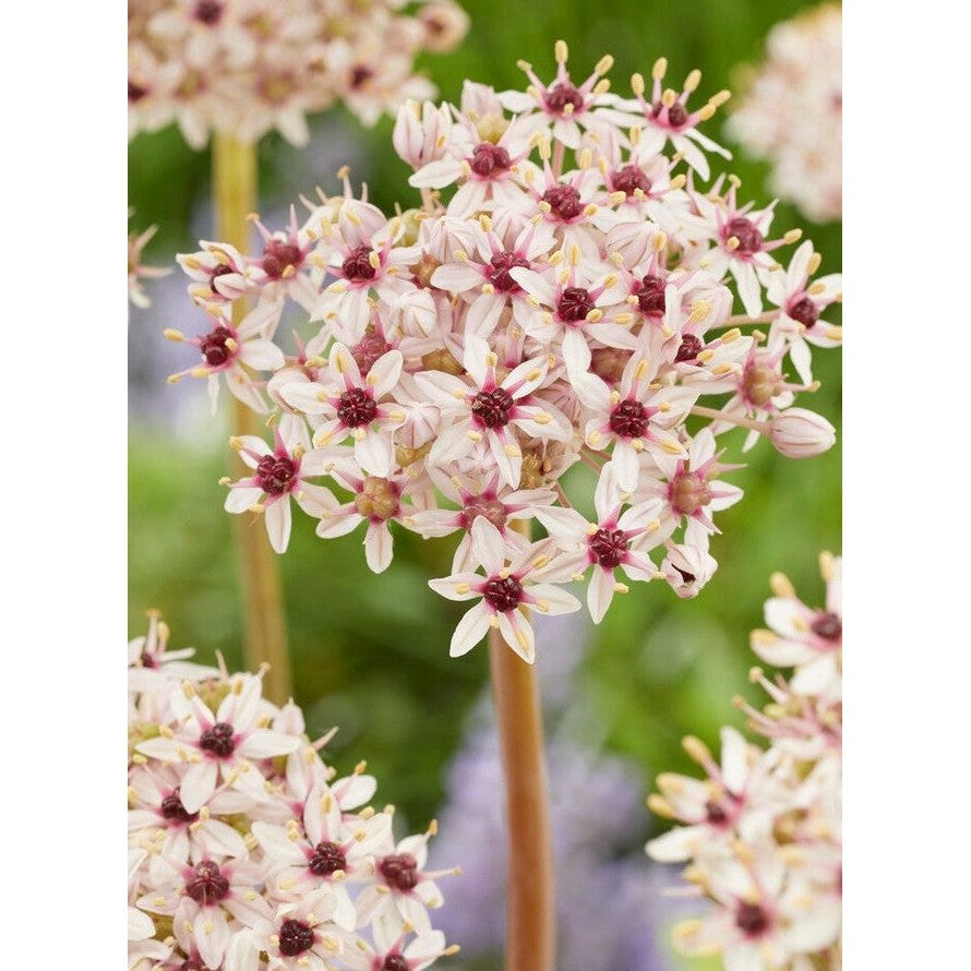 Allium &
