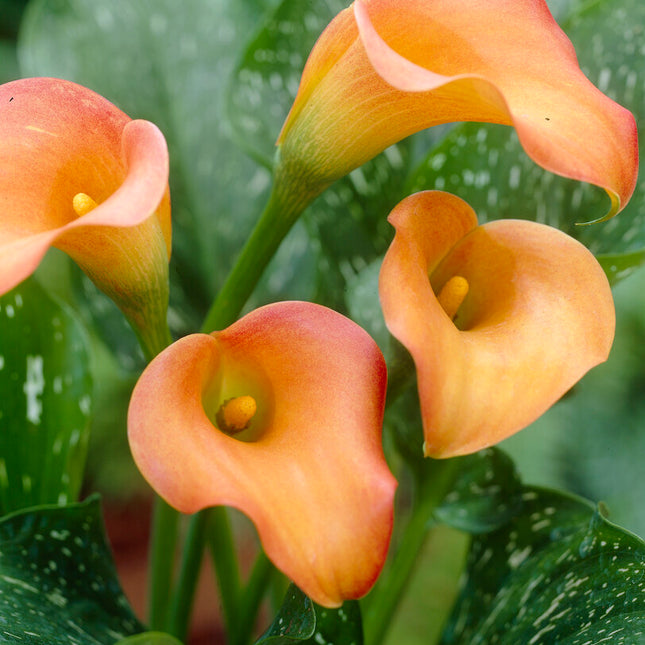 Zantedeschia Esmeralda  1-pack