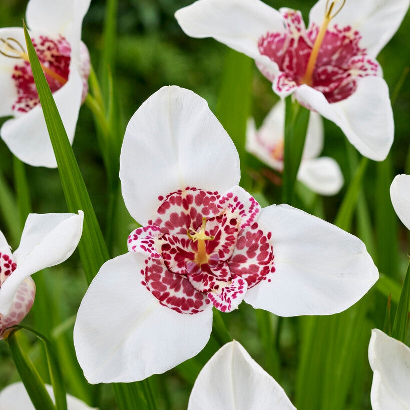 Tigridia White 10-pack