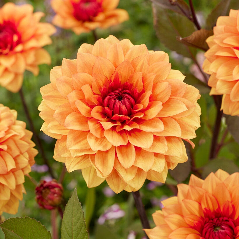 Dahlia Statue of Orange Dekorativ 1-pack NYHET