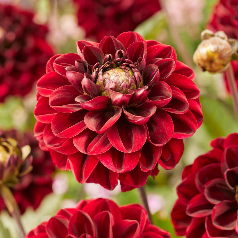 Dahlia Red Dark Wave Singel Flowering 1-pack NYHET