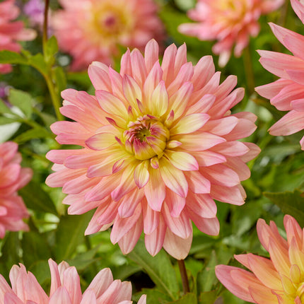 Dahlia Border Extase 1-pack