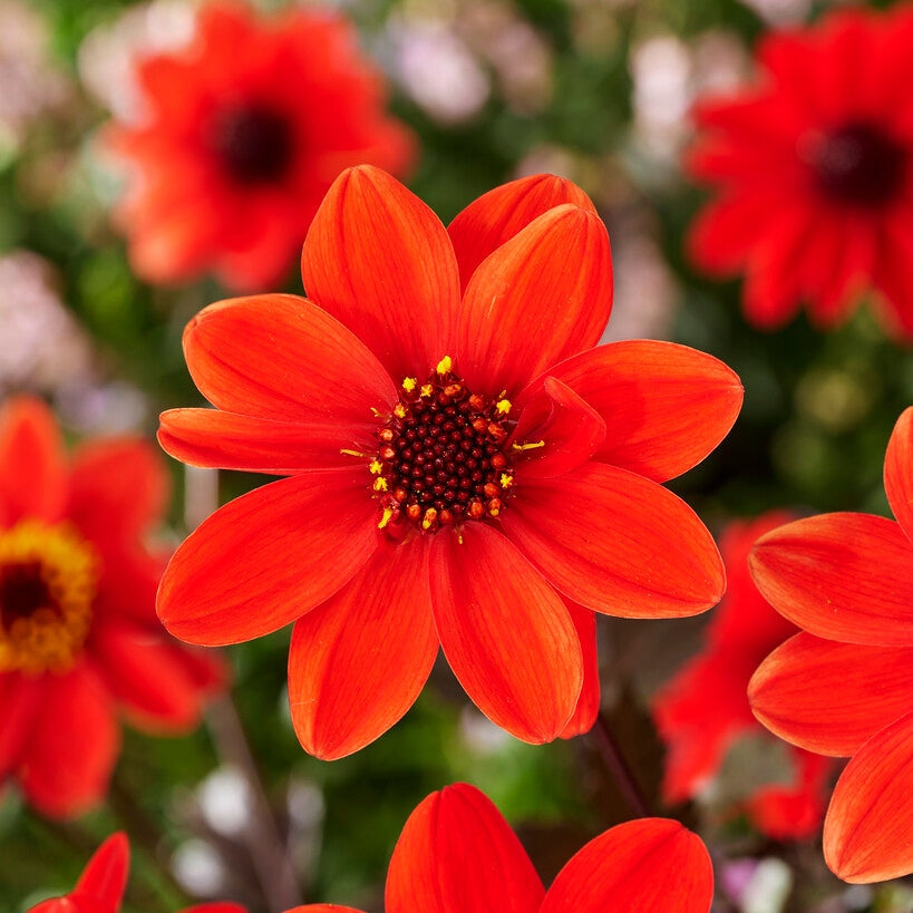 Dahlia Anemon Pulp Fiction 1-pack NYHET