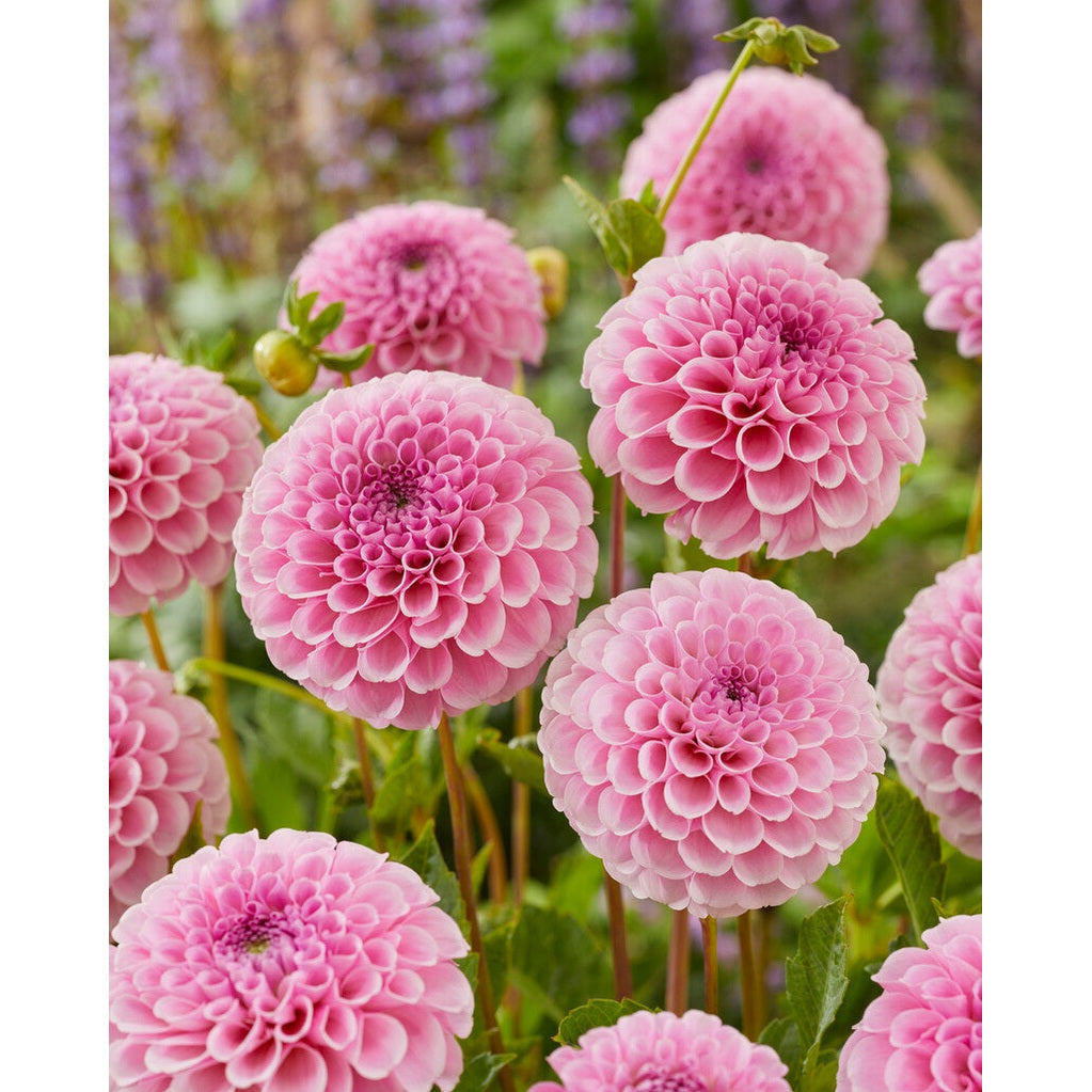 Dahlia Pompon Stolze von Berlin 1-pack NYHET