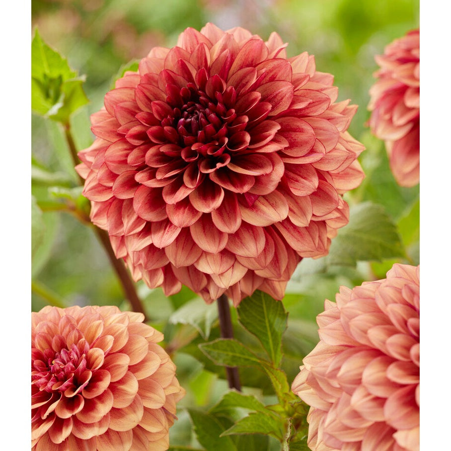 Dahlia Boll Jowey Merel 1-pack NYHET