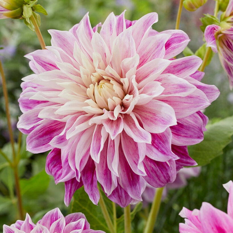 Dahlia Purple Explosion Dekorativ 1-pack NYHET