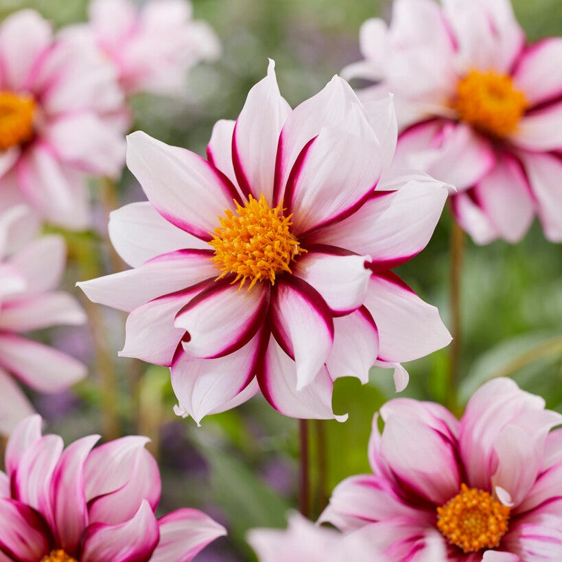 Dahlia Special Edge of Joy 1-pack