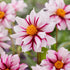 Dahlia Special Edge of Joy 1-pack