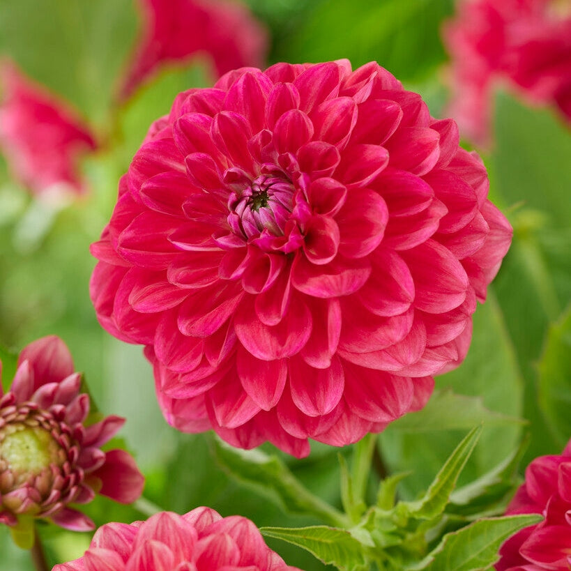 Dahlia Salmon Society Dekorativ 1-pack NYHET