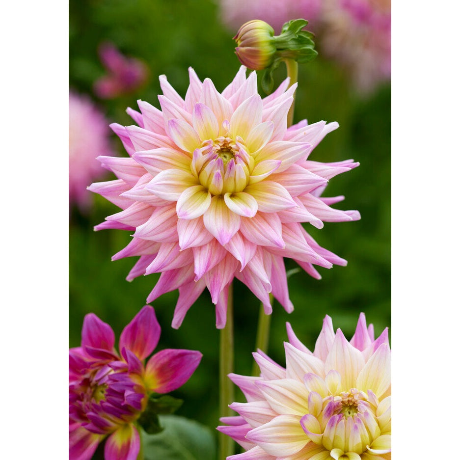Dahlia Romantique Dekorativ 1-pack NYHET