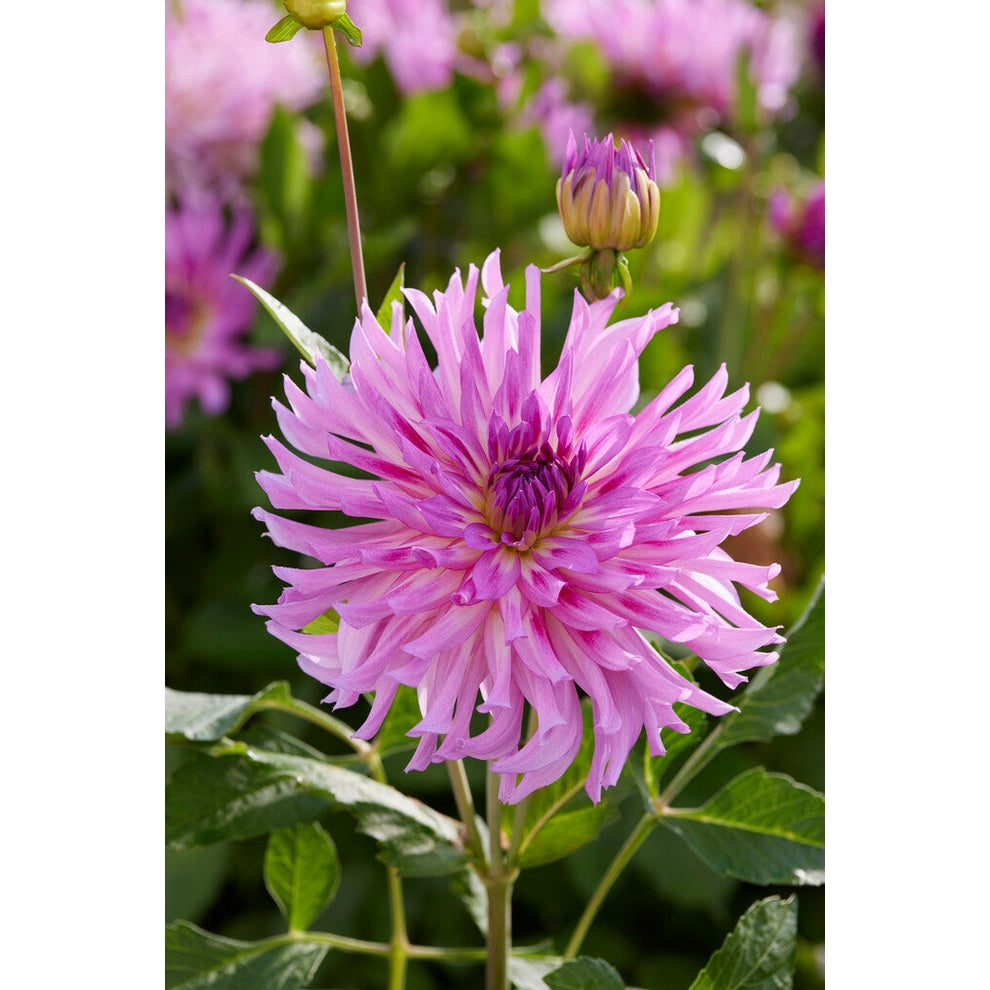 Dahlia Torsade Cactus 1-pack NYHET