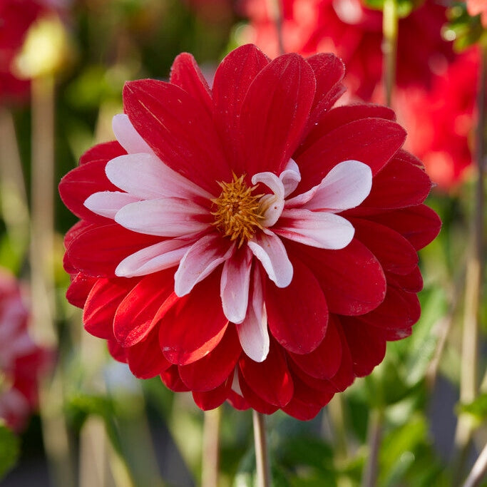 Dahlia Dekorativ Olga's light 1-pack NYHET
