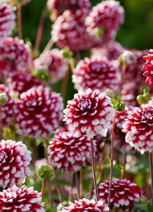 Dahlia Decorative Checkers 1-pack