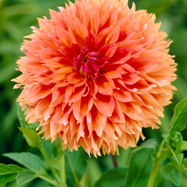 Dahlia Fubuki Orange 1-pack