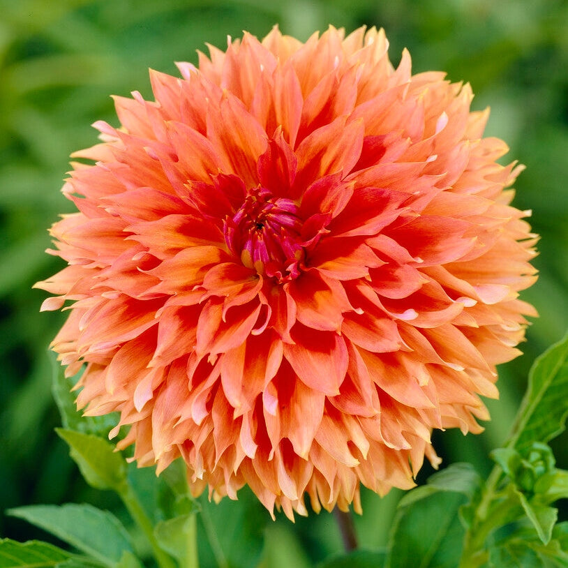 Dahlia Fubuki Orange 1-pack