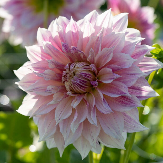 Dahlia Dekorativ Cafe au Lait Royal 1-pack