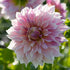 Dahlia Dekorativ Cafe au Lait Royal 1-pack