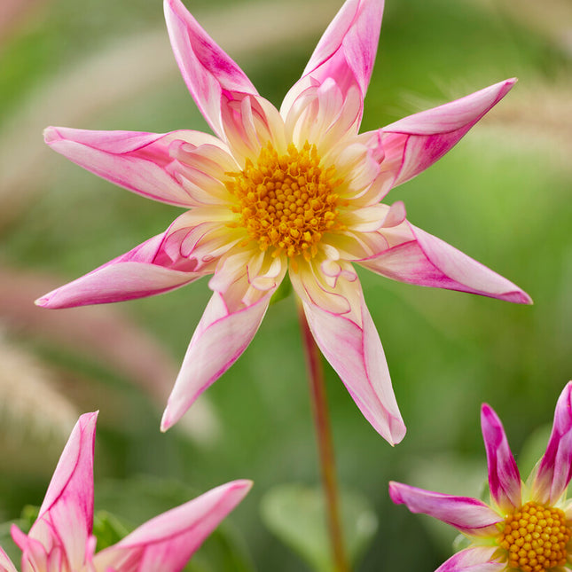 Dahlia Special Fancy Pants 1-pack