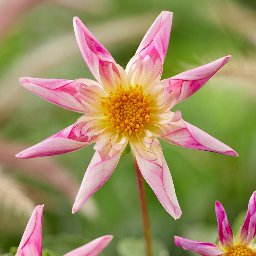 Dahlia Special Fancy Pants 1-pack