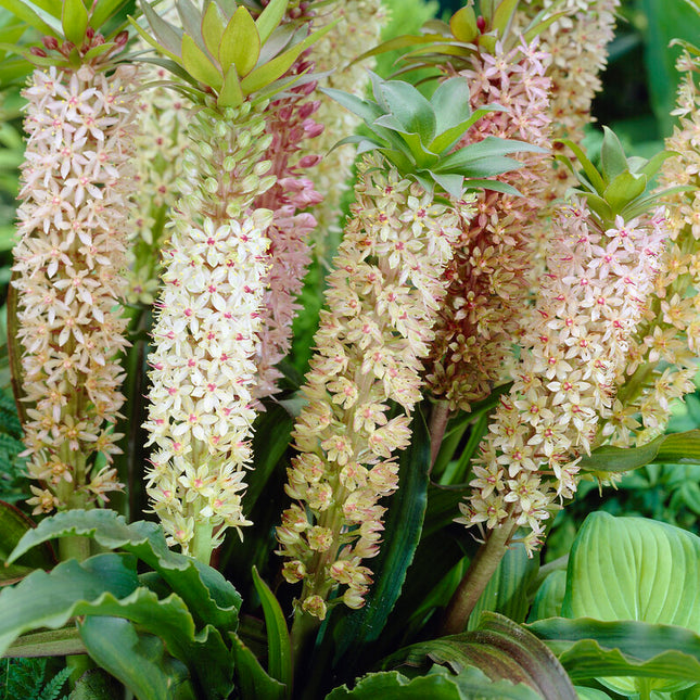 Tofslilja-Eucomis Comosa 1-pack