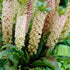 Tofslilja-Eucomis Comosa 1-pack