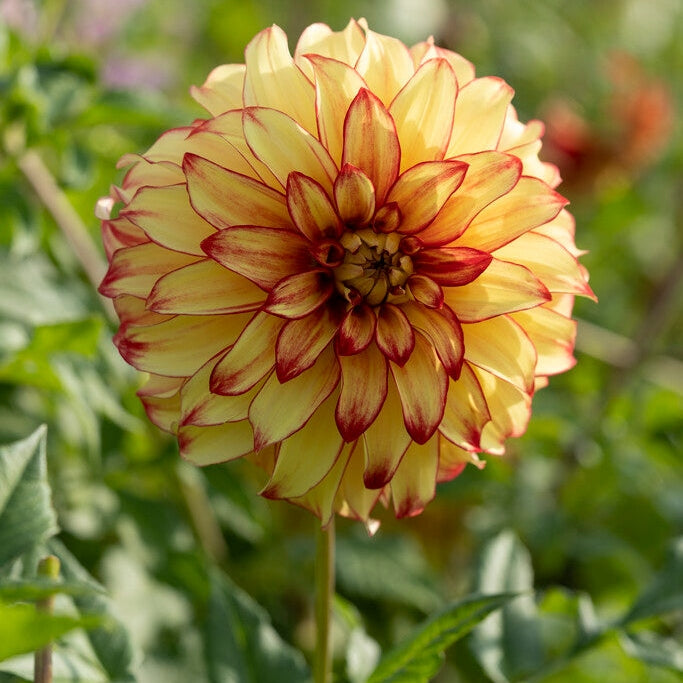 Dahlia Dekorativ Lady Darlene 1-pack