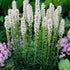 Rosenstav-Liatris Spicata Alba 10-pack