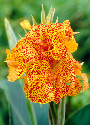 Canna Picasso 1er-Pack