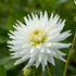 Dahlia Cactus My Love 1-pack
